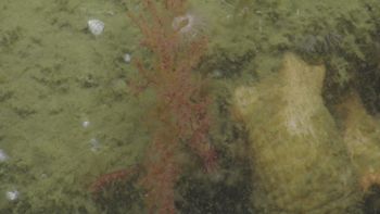 Media type: image;   Invertebrate Zoology 139736